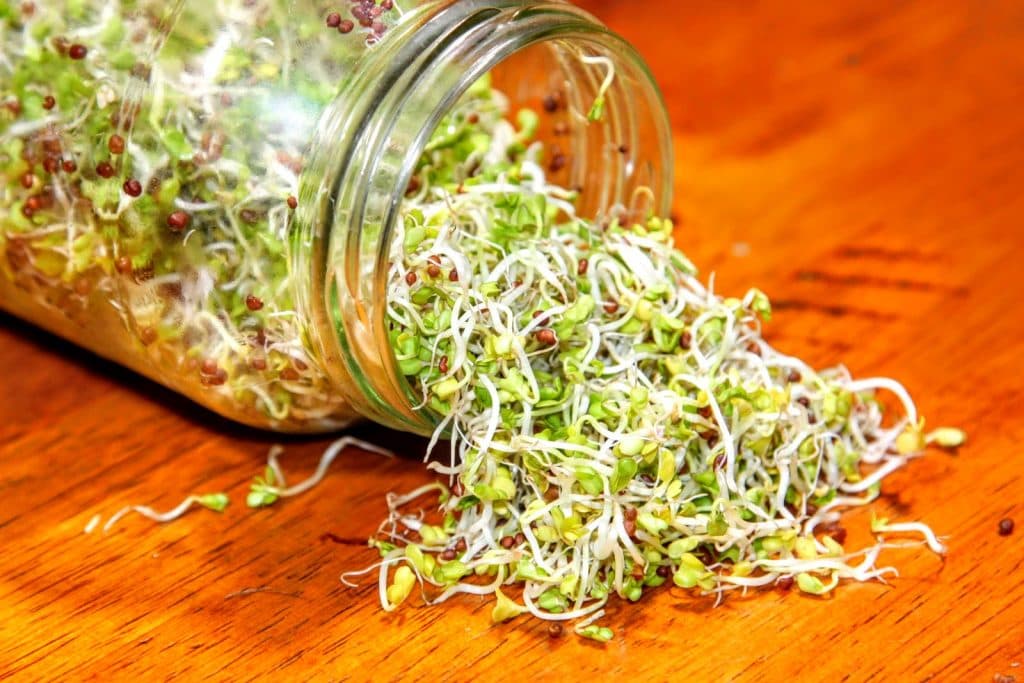 broccoli sprouts
