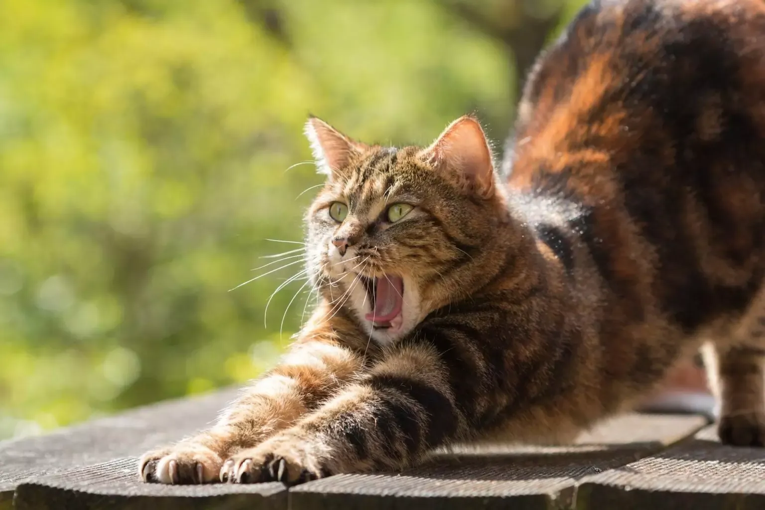 Yawn Away Your Stress